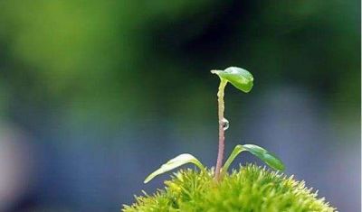 幼儿教师春学期总结精选8篇