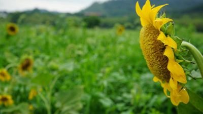 关于安全教育日演讲稿范文3篇