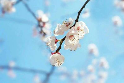 春天的幼儿园教案优秀6篇