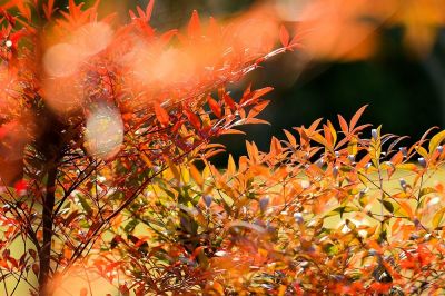 书籍《青铜葵花》读后感范文10篇