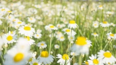 6.5环境日活动总结模板8篇