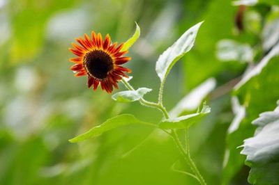 传统节日清明节作文600字范文四篇